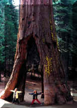 Sequoia.jpg (41430 byte)